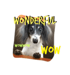 MINI DACHSHUND（個別スタンプ：16）