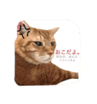 うちのねこみんな顔平らなんです（個別スタンプ：1）