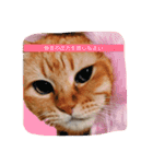 うちのねこみんな顔平らなんです（個別スタンプ：2）