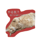 うちのねこみんな顔平らなんです（個別スタンプ：3）