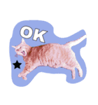 うちのねこみんな顔平らなんです（個別スタンプ：4）