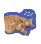 うちのねこみんな顔平らなんです（個別スタンプ：5）