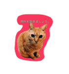 うちのねこみんな顔平らなんです（個別スタンプ：7）