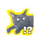 うちのねこみんな顔平らなんです（個別スタンプ：8）