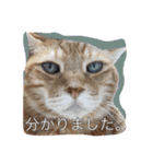 うちのねこみんな顔平らなんです（個別スタンプ：10）