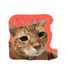 うちのねこみんな顔平らなんです（個別スタンプ：11）
