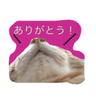 うちのねこみんな顔平らなんです（個別スタンプ：12）