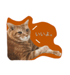 うちのねこみんな顔平らなんです（個別スタンプ：13）