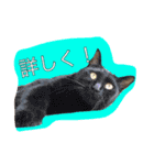 うちのねこみんな顔平らなんです（個別スタンプ：14）