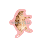 うちのねこみんな顔平らなんです（個別スタンプ：15）
