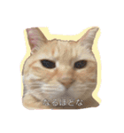うちのねこみんな顔平らなんです（個別スタンプ：16）