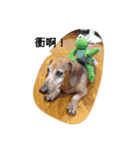 Chocolate the Dachshund（個別スタンプ：1）