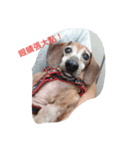 Chocolate the Dachshund（個別スタンプ：2）