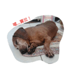 Chocolate the Dachshund（個別スタンプ：3）