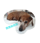 Chocolate the Dachshund（個別スタンプ：4）