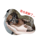 Chocolate the Dachshund（個別スタンプ：5）