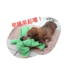 Chocolate the Dachshund（個別スタンプ：6）