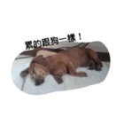 Chocolate the Dachshund（個別スタンプ：7）