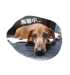 Chocolate the Dachshund（個別スタンプ：8）