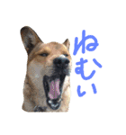 森田家の愉快な仲間たち（個別スタンプ：10）