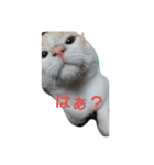 マシュマロさん家の  日常（個別スタンプ：2）
