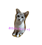 マシュマロさん家の  日常（個別スタンプ：8）
