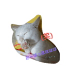 マシュマロさん家の  日常（個別スタンプ：16）