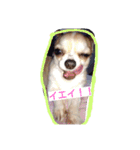 チワワのチョコ♥2（個別スタンプ：5）