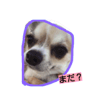 チワワのチョコ♥2（個別スタンプ：6）