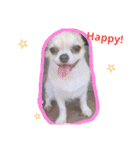 チワワのチョコ♥2（個別スタンプ：13）