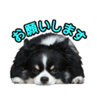 ラフコリーと仲間達の日常会話（個別スタンプ：7）