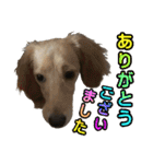 ラフコリーと仲間達の日常会話（個別スタンプ：12）