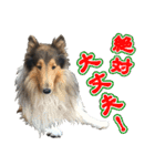 ラフコリーと仲間達の日常会話（個別スタンプ：15）