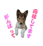 ラフコリーと仲間達の日常会話（個別スタンプ：17）