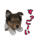 ラフコリーと仲間達の日常会話（個別スタンプ：18）