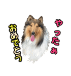 ラフコリーと仲間達の日常会話（個別スタンプ：20）