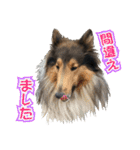 ラフコリーと仲間達の日常会話（個別スタンプ：27）