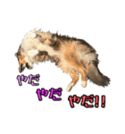 ラフコリーと仲間達の日常会話（個別スタンプ：36）