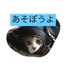猫達の癒し文字（個別スタンプ：3）