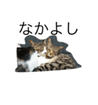 猫達の癒し文字（個別スタンプ：4）