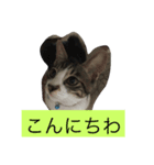 猫達の癒し文字（個別スタンプ：5）