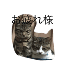 猫達の癒し文字（個別スタンプ：6）