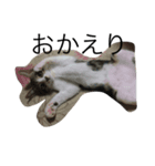 猫達の癒し文字（個別スタンプ：7）