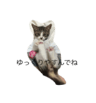 猫達の癒し文字（個別スタンプ：8）
