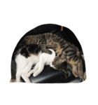 猫達の毎日（個別スタンプ：1）