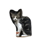 猫達の毎日（個別スタンプ：3）