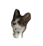 猫達の毎日（個別スタンプ：5）