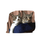 猫達の毎日（個別スタンプ：6）