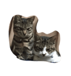 猫達の毎日（個別スタンプ：8）