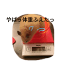 ハムチャンズの日常（個別スタンプ：5）
